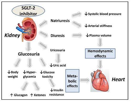 ValleAlfonso's tweet photo. Cardiovascular effects of DDP4 &amp; iSGLT2 inhibitors vía @CircAHA. 1️⃣New perspectives in the management of patients with T2DM and CVD, especially those with or at high risk of HF.
2️⃣The prevention of CVD in T2DM has reached an exciting new era. #GTdiabetes @secardiologia https://t.co/bZ3byqNtd9