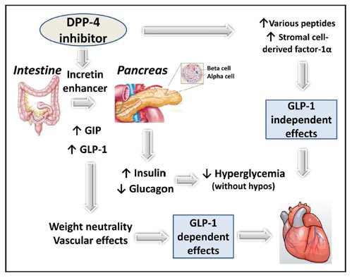ValleAlfonso's tweet photo. Cardiovascular effects of DDP4 &amp; iSGLT2 inhibitors vía @CircAHA. 1️⃣New perspectives in the management of patients with T2DM and CVD, especially those with or at high risk of HF.
2️⃣The prevention of CVD in T2DM has reached an exciting new era. #GTdiabetes @secardiologia https://t.co/bZ3byqNtd9