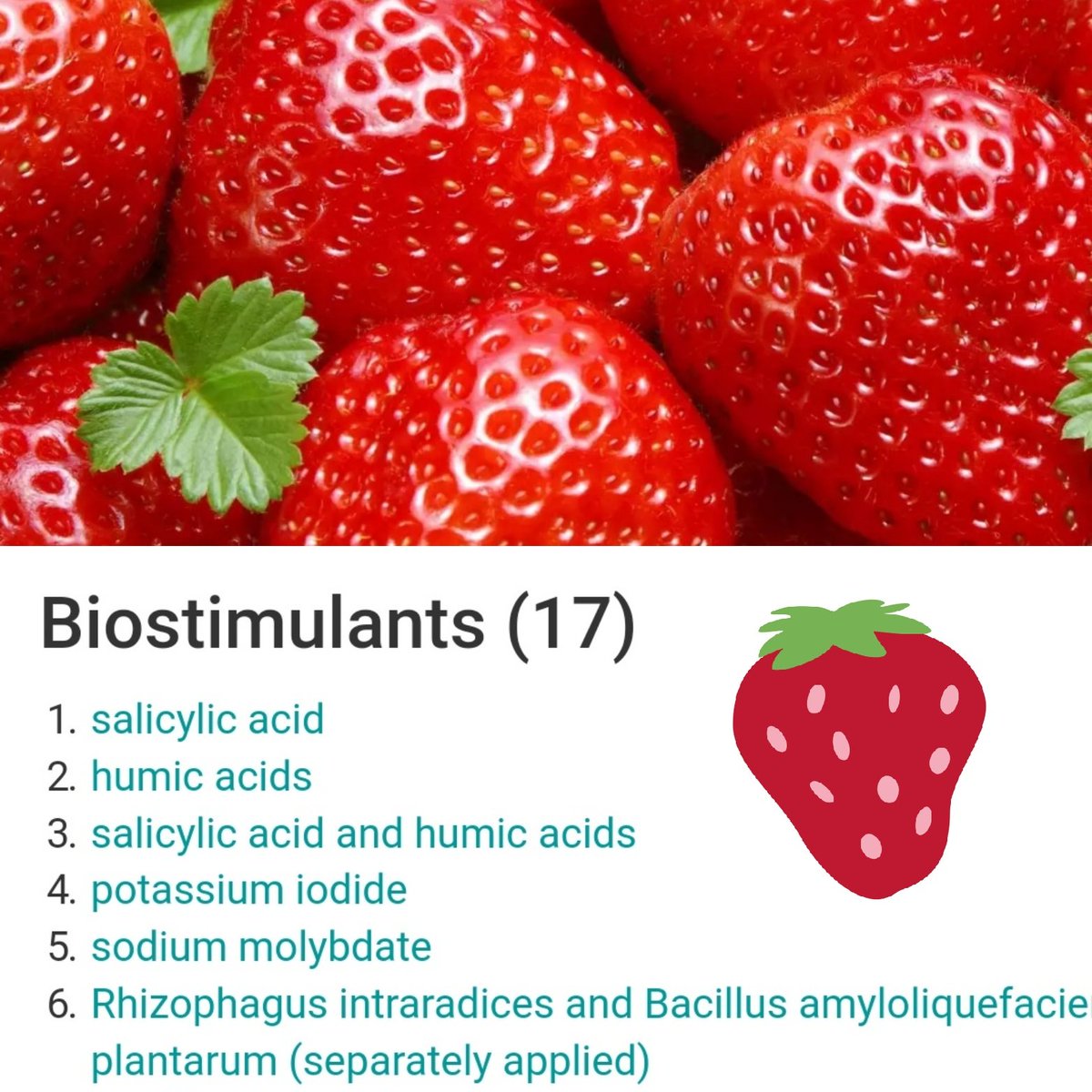 BiostimulantDbE's tweet photo. May is a strawberry season. Let's check how to make this berry more sweet and attractive to the consumers. At https://t.co/AzNwQUTLBK we found that only 17 biostimulants can significantly increase strawberry sweetness. #biostimulantsonline #biostimulants
#strawberry
#sweetness https://t.co/lo4VVZMT7Y