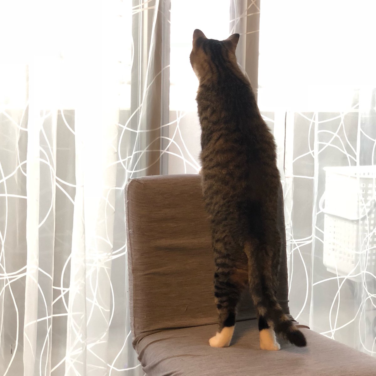 雨なのにツバメさんがいっぱい飛んでるぞにゃお！ヒマだし遊びに来ないかなにゃお！