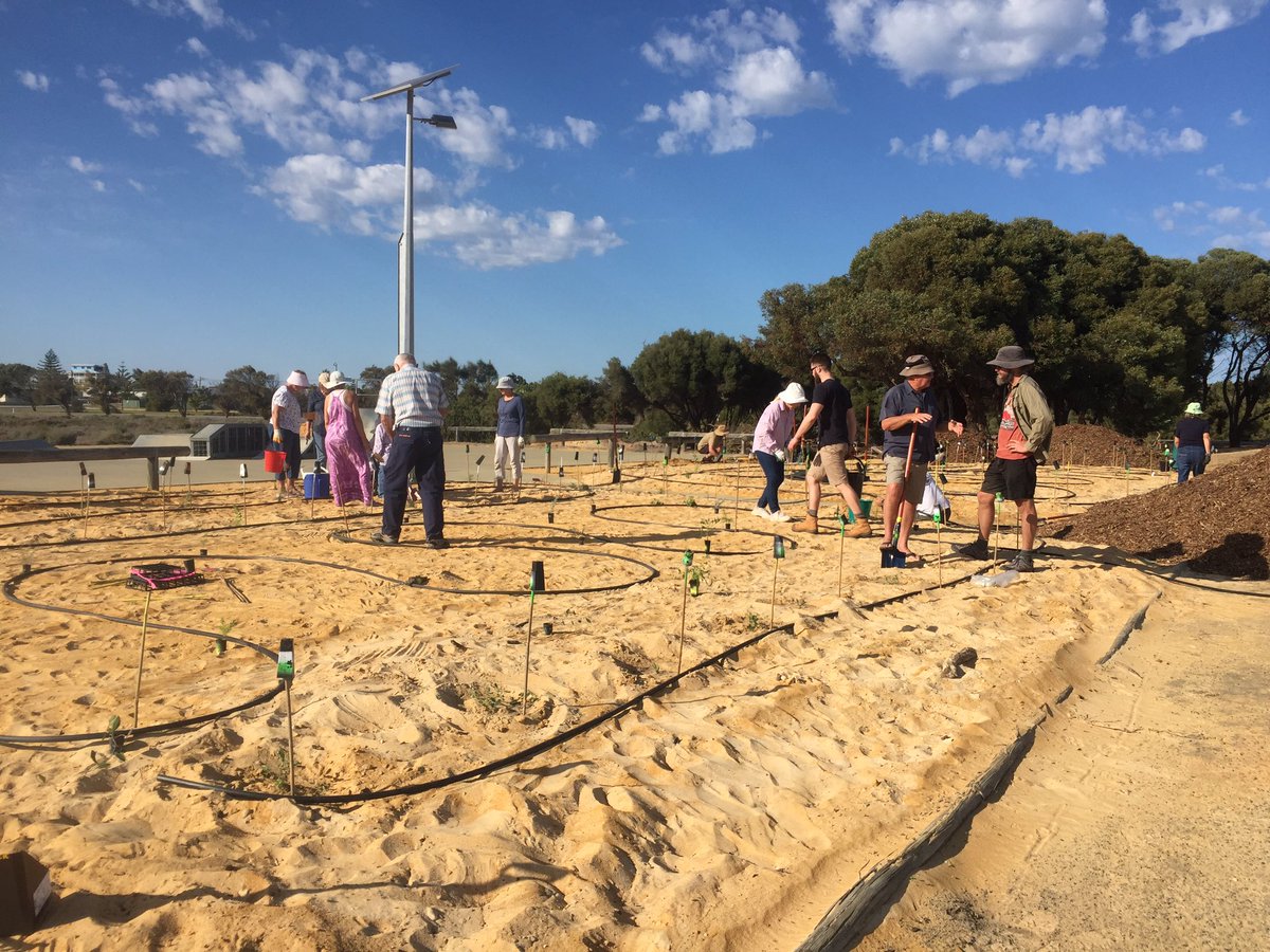 teganknowlesy's tweet photo. #Greenhead locals will be able to enjoy watching these #native #plants flourish at the skate park. Photos in order from start to finish. Doesn't it look great?! Big thanks to the dedicated coastcarers of the #NAR, @wendypayne1080 @NACC_NRM, #ShireofCoorow &amp; #GreenHeadCoastCare 🌱 https://t.co/UYYsMFHmXa
