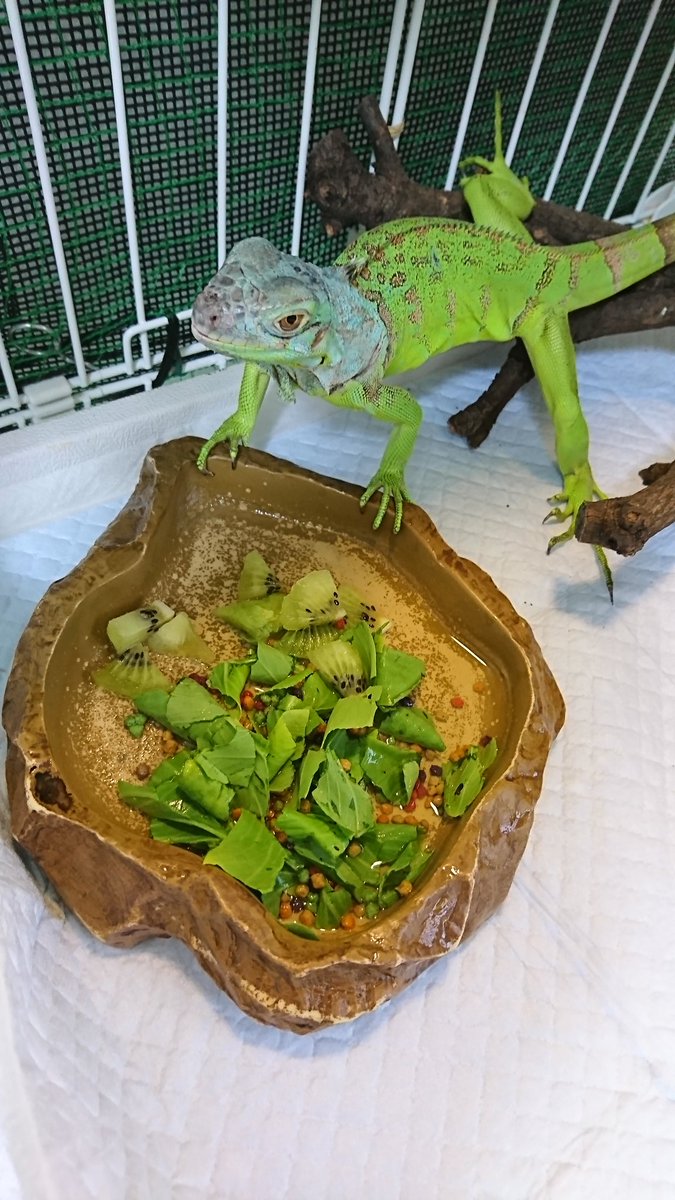 猫田はちゅ子 ヨウムのラムネと愉快な仲間たち على تويتر 緑色のもの 食べ物 を食べる緑色のもの 生き物 グリーンイグアナ イグアナ キウイ チンゲン菜