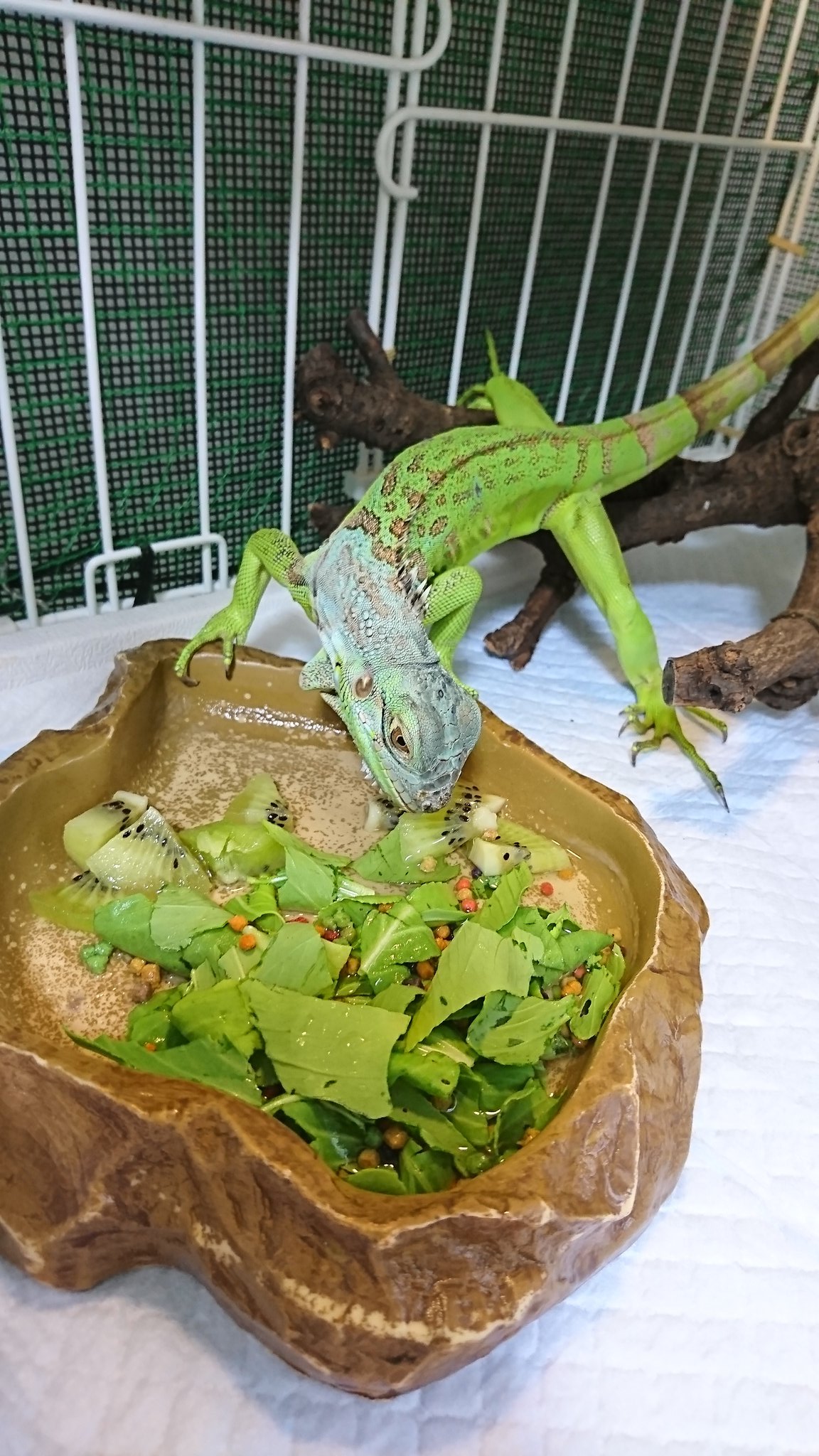 猫田 はちゅ子 緑色のもの 食べ物 を食べる緑色のもの 生き物 グリーンイグアナ イグアナ キウイ チンゲン菜