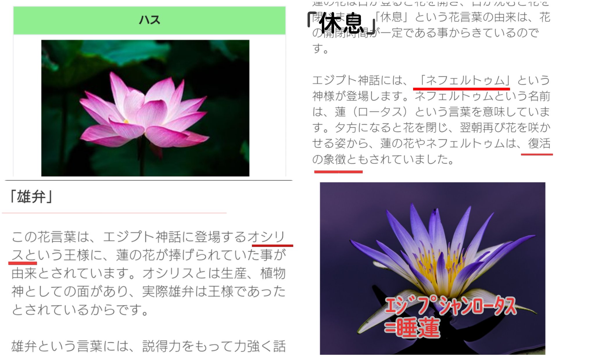 りえっぺ ﾛｰﾀｽは一般的にはハス 花言葉はオシリス シュガ やネフェルテム ホビ にまつわるものも 壁画などに描かれたﾛｰﾀｽはｴｼﾞﾌﾟｼｬﾝﾛｰﾀｽで睡蓮のこと 太陽神ラーの象徴であり 死者の書 では 自身をロータスへと変容させる と死後の世界での蘇りが比喩