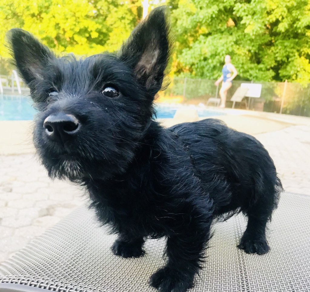 скотч терьер. собака клякса какая. шотландский скотч терьер. собака клякса какая. собака клякса какая.