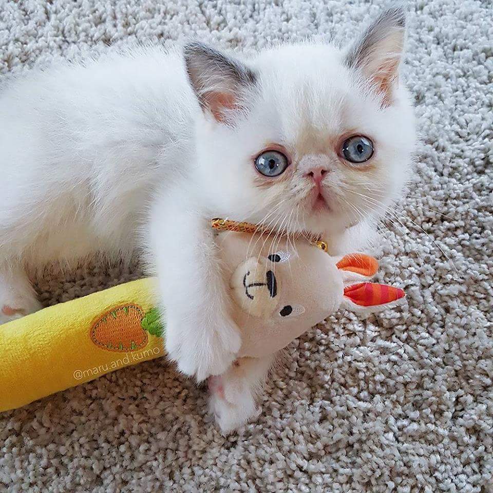 ANASTALYA's tweet photo. @juanjose_2008 Magnifique week-end à vous Juan!🤗🐾🦋🐈🌹🐞🐝🌻🌼
🙄🥀💥@juanjose_2008💥🥀🙄 https://t.co/dTaD8APdwo