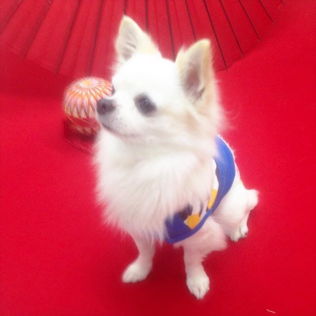 patchi_0617thx's tweet photo. The White Angel on the red carpet.
.
.
.
.
#whiteangel #whitegoddess #japanese_model #japanese_style #redcarpet #sweet #cute #instadog #chihuahua #chihuahualoved #ilovedog #ilovemychihuahua #dogstagram #instachihuahua #cutedogs #sweetdogs #dogsofinstagra… https://t.co/lBZ1udz9P1 https://t.co/kL0E76uIgQ