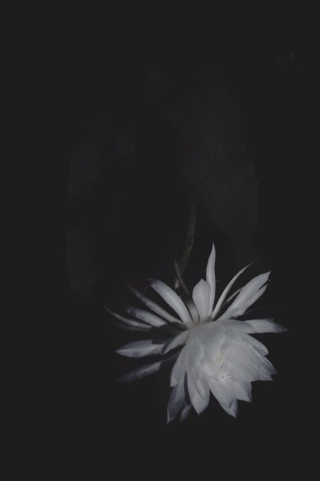 月下美人のtwitterイラスト検索結果