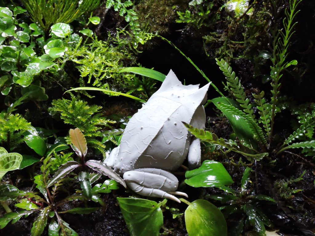 猪岡雅巳 このミツヅノコノハガエルを作る切っ掛けをくれた自宅のパルダリウムケージの中に作品を置いてみた コノハガエルを飼いたいけど鳴き声が近所迷惑なので飼えないという方は是非ご所望下さい 猪岡雅巳 このミツヅノコノハガエルを作る切っ掛けをくれた自宅のパルダリウムケージの中に作品を置いてみた コノハガエルを飼いたいけど鳴き声が近所迷惑なので飼えないという方は是非ご所望下さい