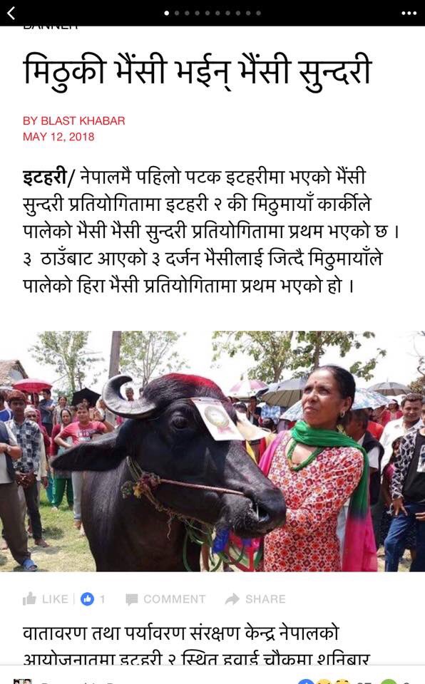 khanal0713's tweet photo. भैसीलाई बधाई छ ;) https://t.co/RAsW26q96E