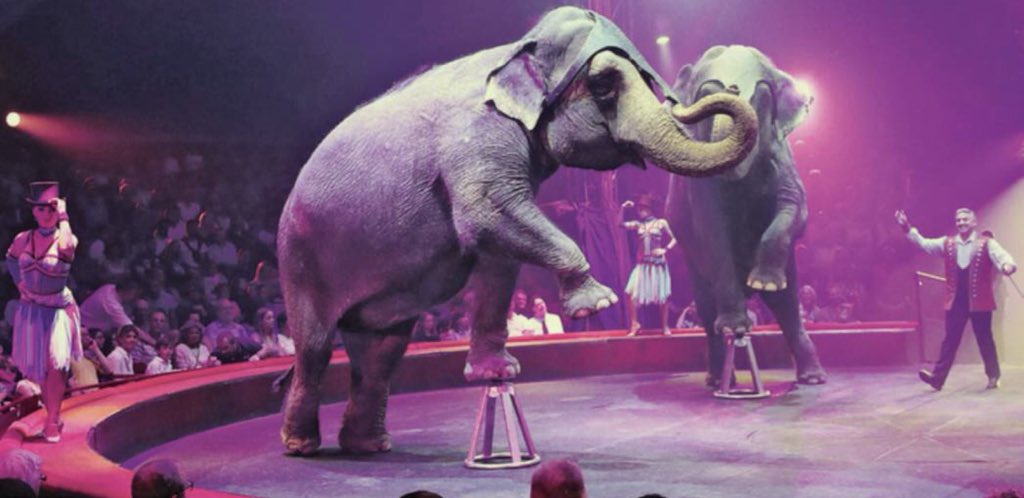 marcsimoncini's tweet image. Fixer cette photo, prendre pleine face la détresse d’un animal sauvage, intelligent, fin et amical. Y voir la bêtise. Partager son humiliation. Ressentir la honte de vivre en ces temps là. Fixer encore l’image et demander pardon pour tout ça et pour tout le reste...