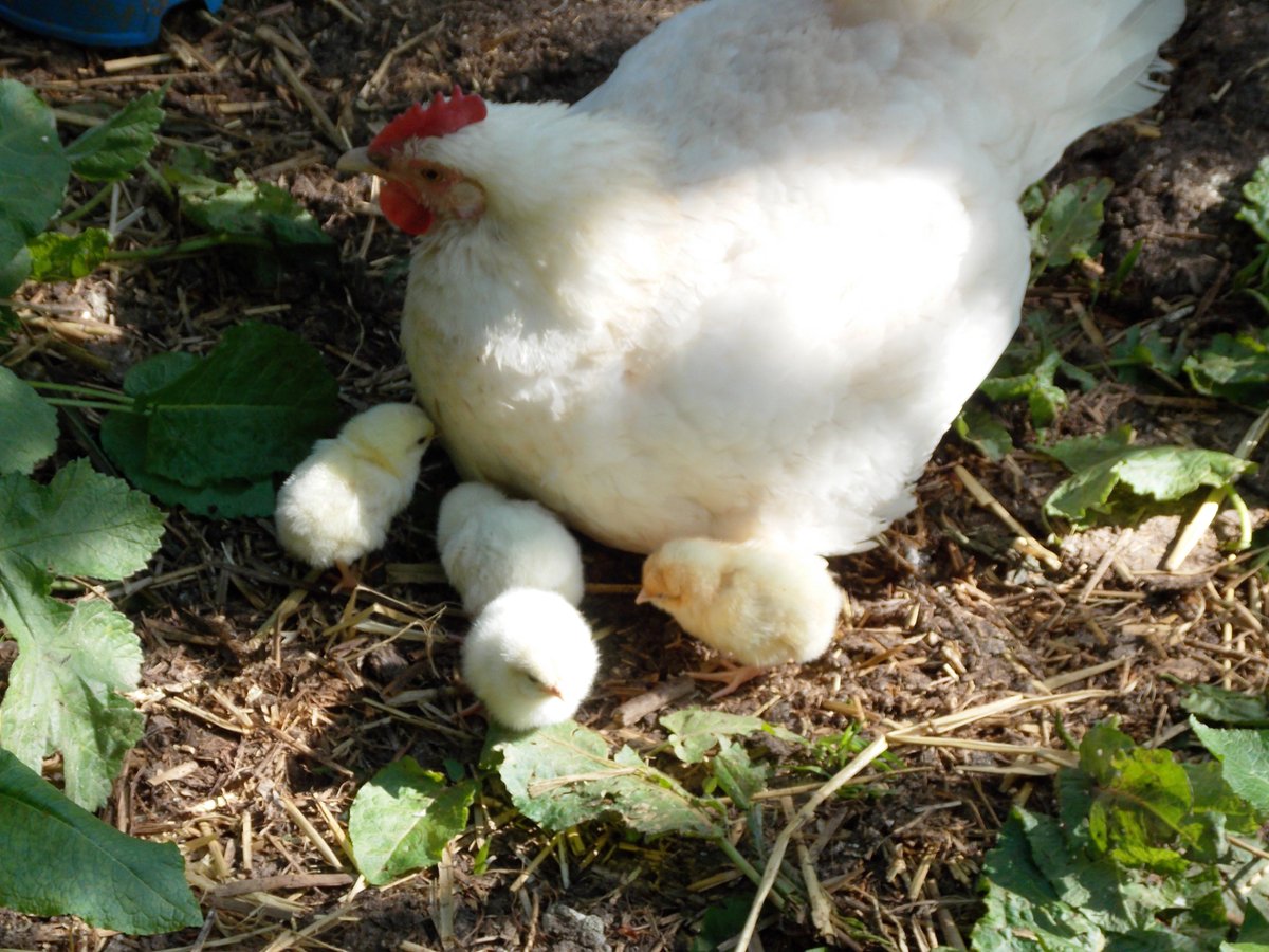 Tim & Véronique tweet media