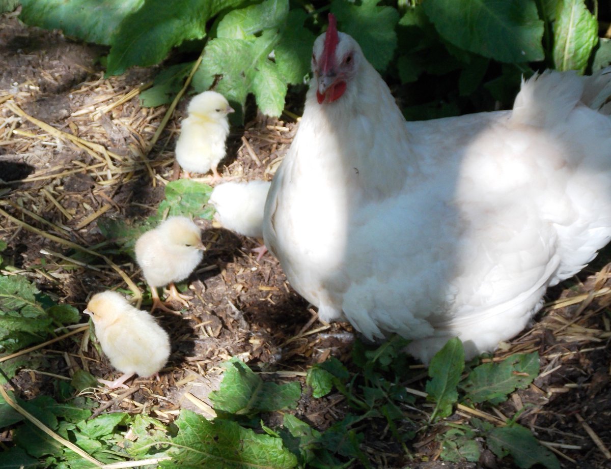 Tim & Véronique tweet media