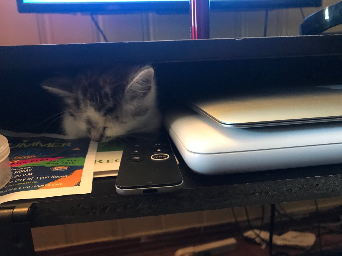PCBeachLocksvc's tweet image. This is where I keep my spare kitten 😍 #keyboardkitty