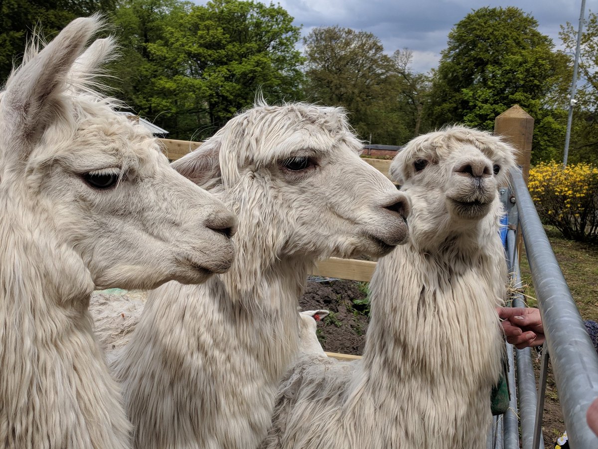 Ellis_HHC's tweet photo. Had a great day yesterday winning sweets on the @theilearncentre challenge and seeing some cute animals at the @hopwoodhall fun day! #Communityfunday #fun #animals #yaaay https://t.co/h5LRs4x2vX
