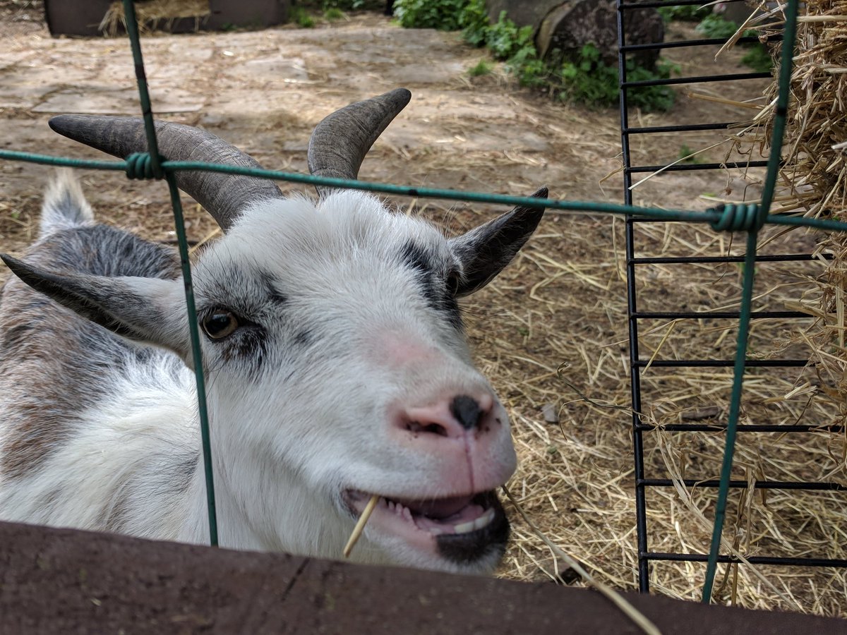 Ellis_HHC's tweet photo. Had a great day yesterday winning sweets on the @theilearncentre challenge and seeing some cute animals at the @hopwoodhall fun day! #Communityfunday #fun #animals #yaaay https://t.co/h5LRs4x2vX