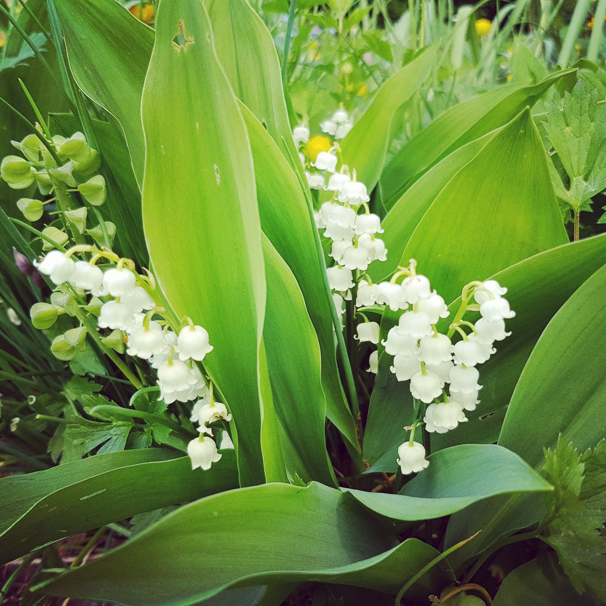 fleuriste's tweet photo. Muguet du jardin 🌺🌳🌾 #Fleurs #campagne #nature #repos #Saison #printemps #sweet #tourisme #famille #soleil #garden #prairie  #Eure #photo #Lilyofthevalley #flower https://t.co/yC6FZJVJtX