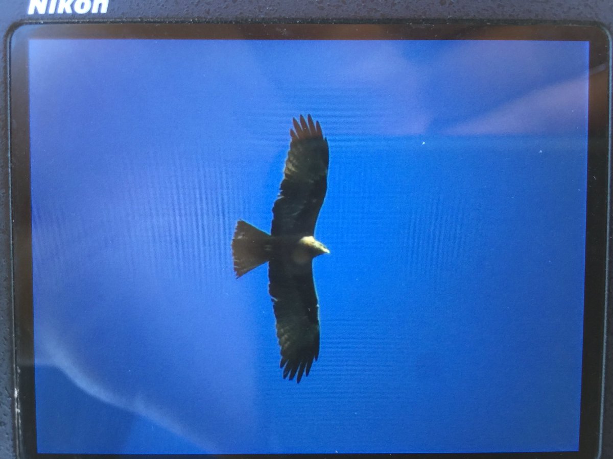 Ephraim_Perfect's tweet photo. BLACK KITE thermaling and slowly heading North over @bardseyobs #BOCShot https://t.co/xkFvb3H5Go