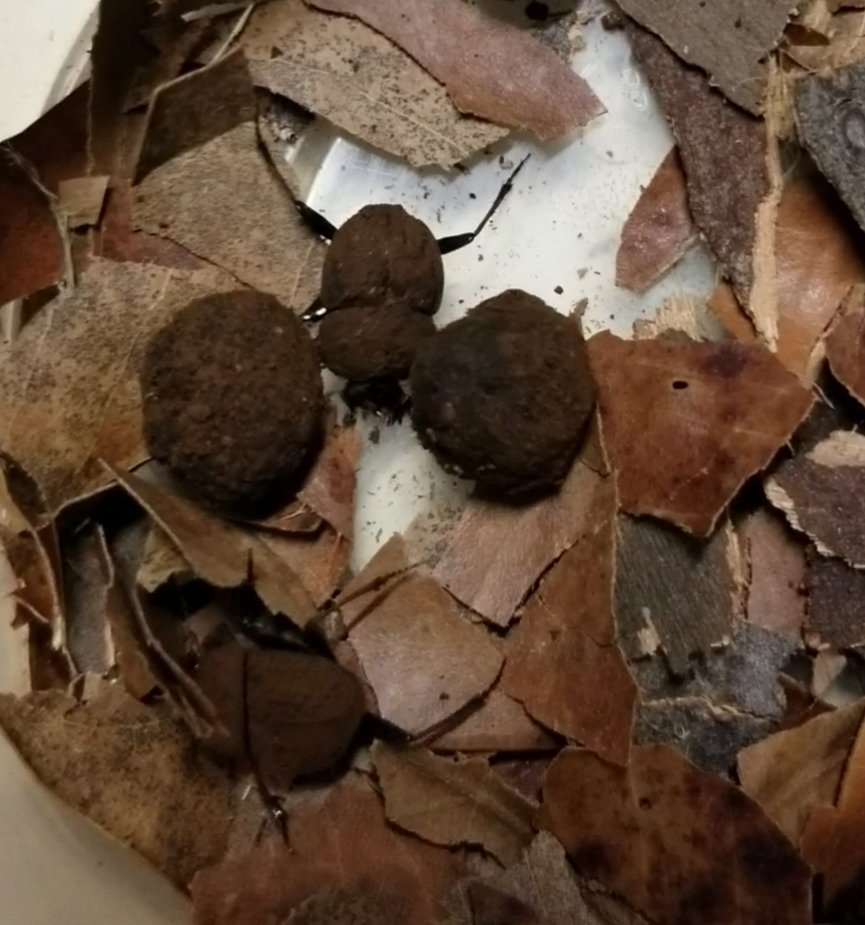 Unappreciated parenting in the animal world: Cephalodesmius. The biparental care in this genus of #Australian #DungBeetle is incredible, the adults reprovision the brood balls as the larvae grow.  #HappyMothersDay #FamilyPortrait #entomology