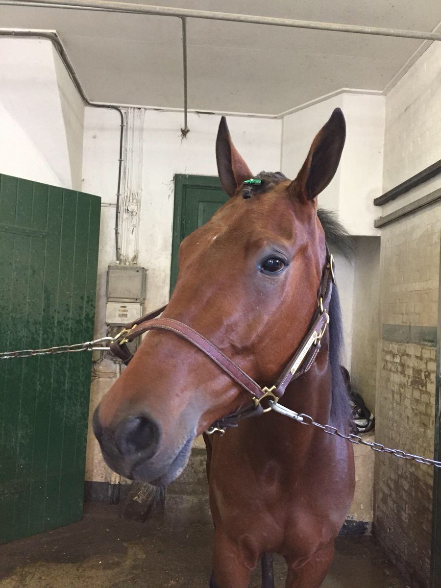 JenniferH78's tweet photo. Good 🍀🍀🍀 Victorymoko, Pearl Stardust, Goldy Stardust and so many more!!!! #charlottenlundtravbana #jennasbows4horses #raceday #timokooffspring #goldystardust #stallnimczyk #stalbot #jaapvanrijn https://t.co/HktcHYRFTL