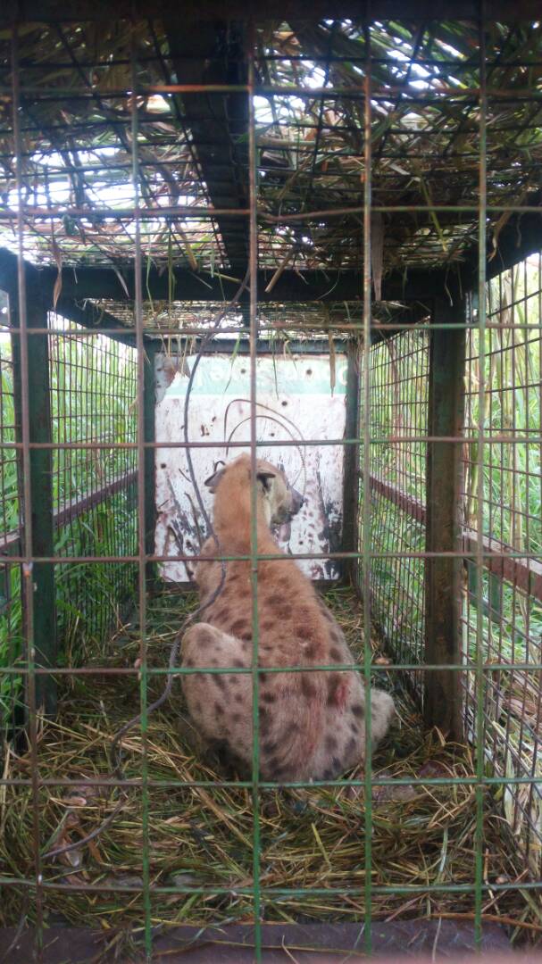 Ugandawildlife's tweet photo. Uganda Wildlife Authority Vet Doctor Enyel & team last night captured this hyena from Pakanyi Masindi district. The community was worried thinking a leopard had invaded the village. It's now safe & due for release back in #MurchisonFalls #NationalPark 🇺🇬 #Conserving4Generations https://t.co/1k8B9LJGRN