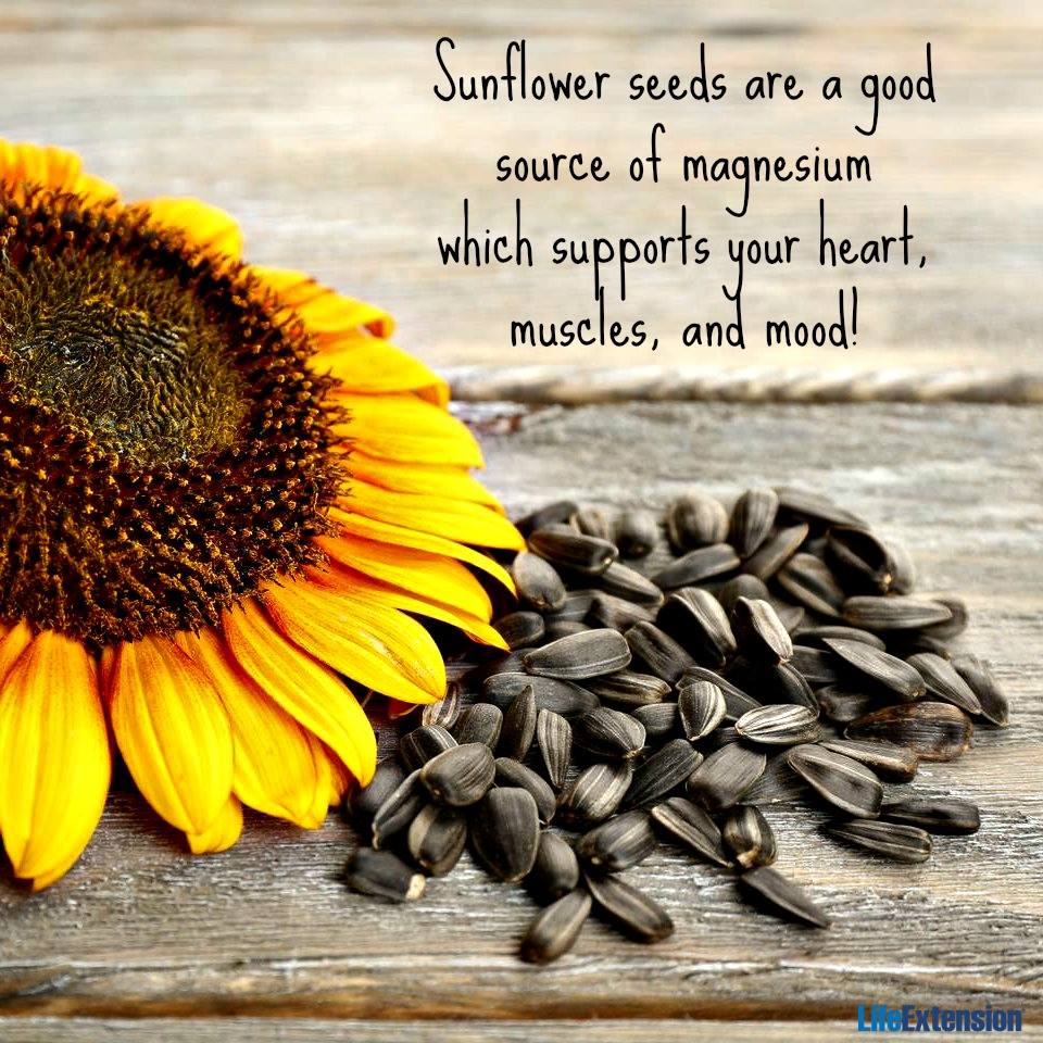 приемка подсолнечника. семена подсолнечника ай вейвей. семена подсолнечника. семечки. франклин семена подсолнечника.