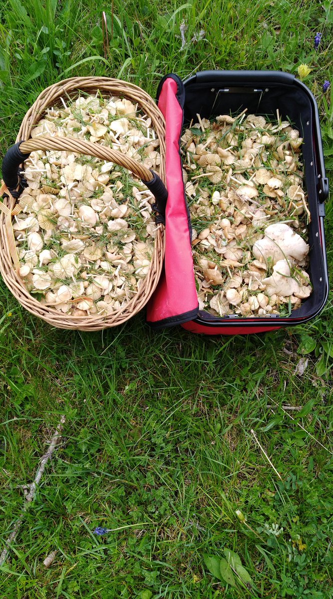 Comença la temporada de bolets de primavera a #SantEsteveDeLesRoures, les pluges han fet aflorar les carreteres i els moixarnos per els prats del nostre municipi.
Respecteu el medi natural, teniu cura en les deixalles.
- 13.05 - Foto cedida per el Sr. Borni -
<a href="/RossinyolsSER/">Associació Boletaire de Sant Esteve de les Roures</a>