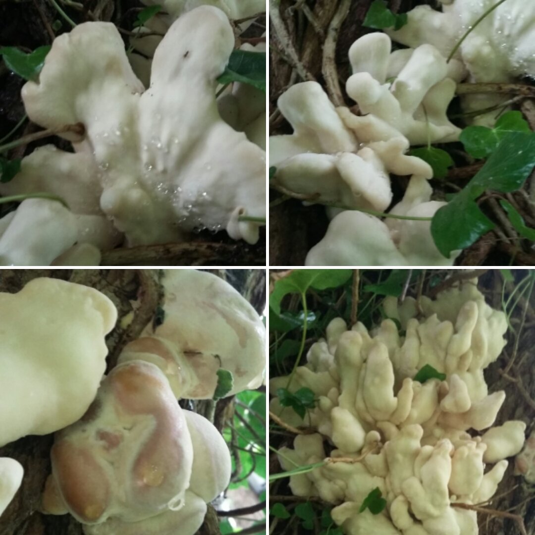Mushroamer's tweet photo. It's back again. 3rd time in 5 years. Anyone know what this bright white &amp; pinkish laetiporus-style fungus on a Cambridge willow might be? Feels and smells like #chickenofthewoods but very white, with lots of fingers. https://t.co/NcEw9Z2PND