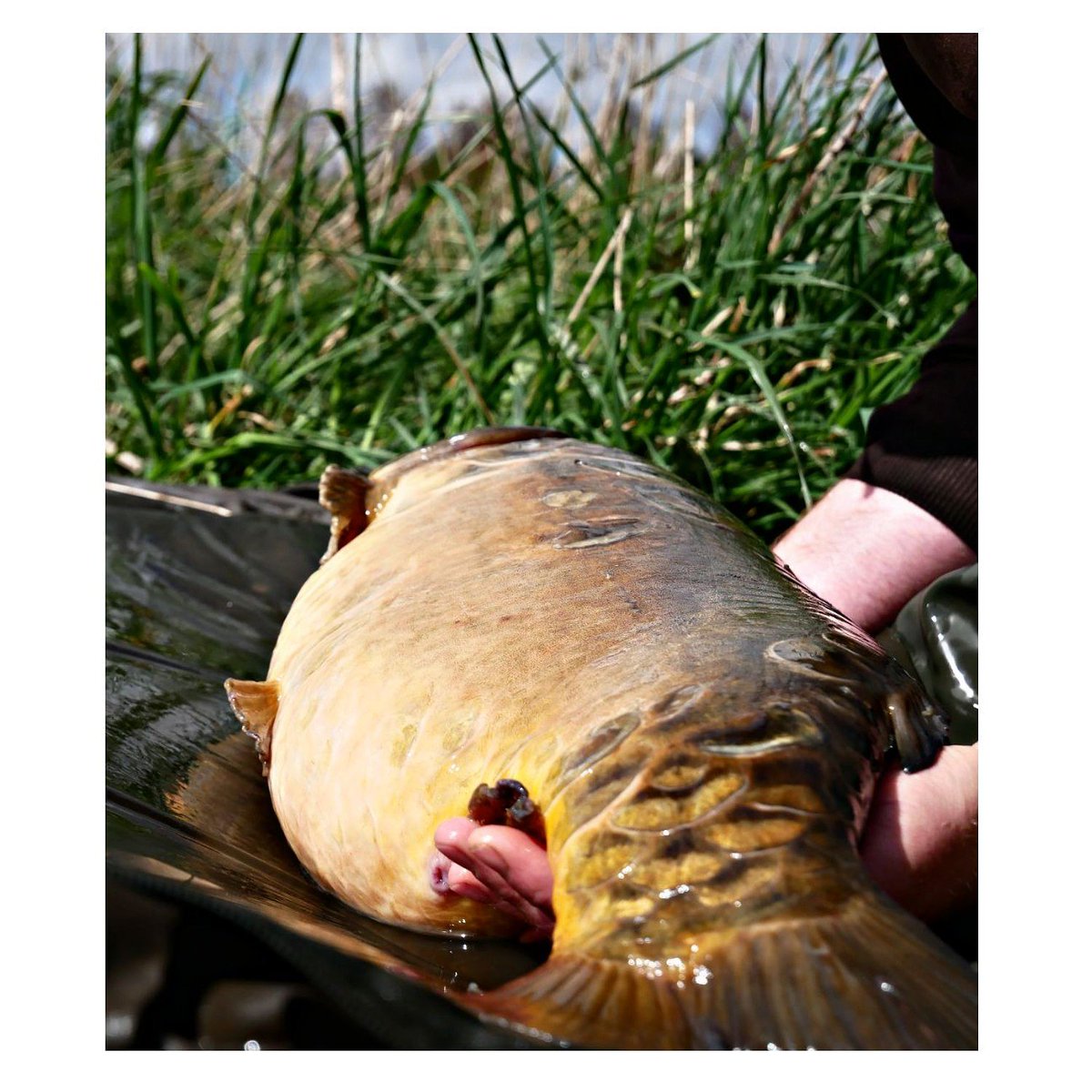 Tubby one!
.
.
.
.
.
.
.
#thebeardedfisherman #tackleandbaits #DNABaits #kordaofficial #instagood #instacarp #instadaily #carp #carpfishing