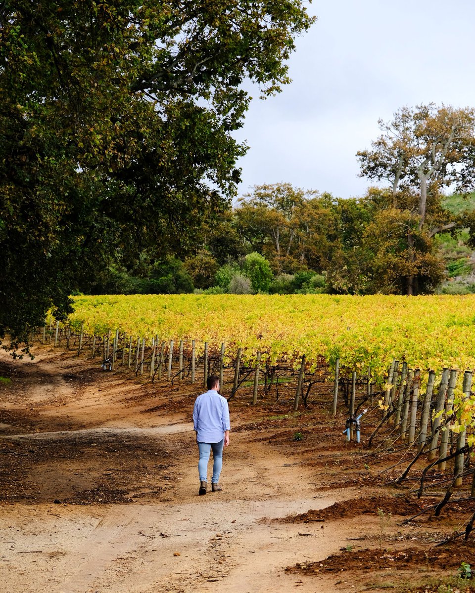 GrootConstantia's tweet photo. Come and explore our Visitors Route Experience: ๐ Visit the original Manor House ๐ Tour the production cellar ๐ Taste our award-winning wine
#celebrating333yearstogether https://t.co/uqBu2ISrbv