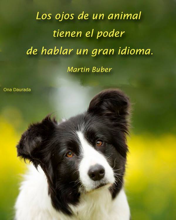 ankorinclan's tweet photo. Los ojos de un animal https://t.co/onicjHbFrh
