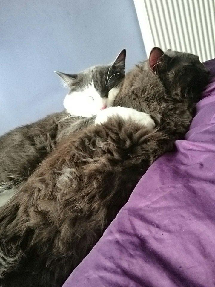 Amy1980's tweet photo. @YourCatmagazine Two of my handsome boys are enjoying a #Sundaysnuggle. Their my perfect excuse to stay in bed a bit longer, I couldn't disturb them even if I wanted to. #lazysunday https://t.co/OaQFpJAx1f