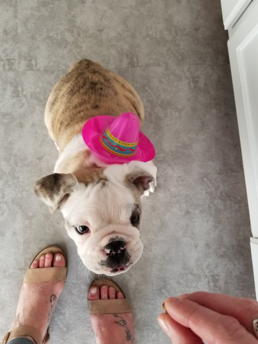 DominiqueOzelie's tweet image. Unofficially making today &quot;Take your kid to work&quot; Day! My little habernero will be at QSFM! #FreeWalks