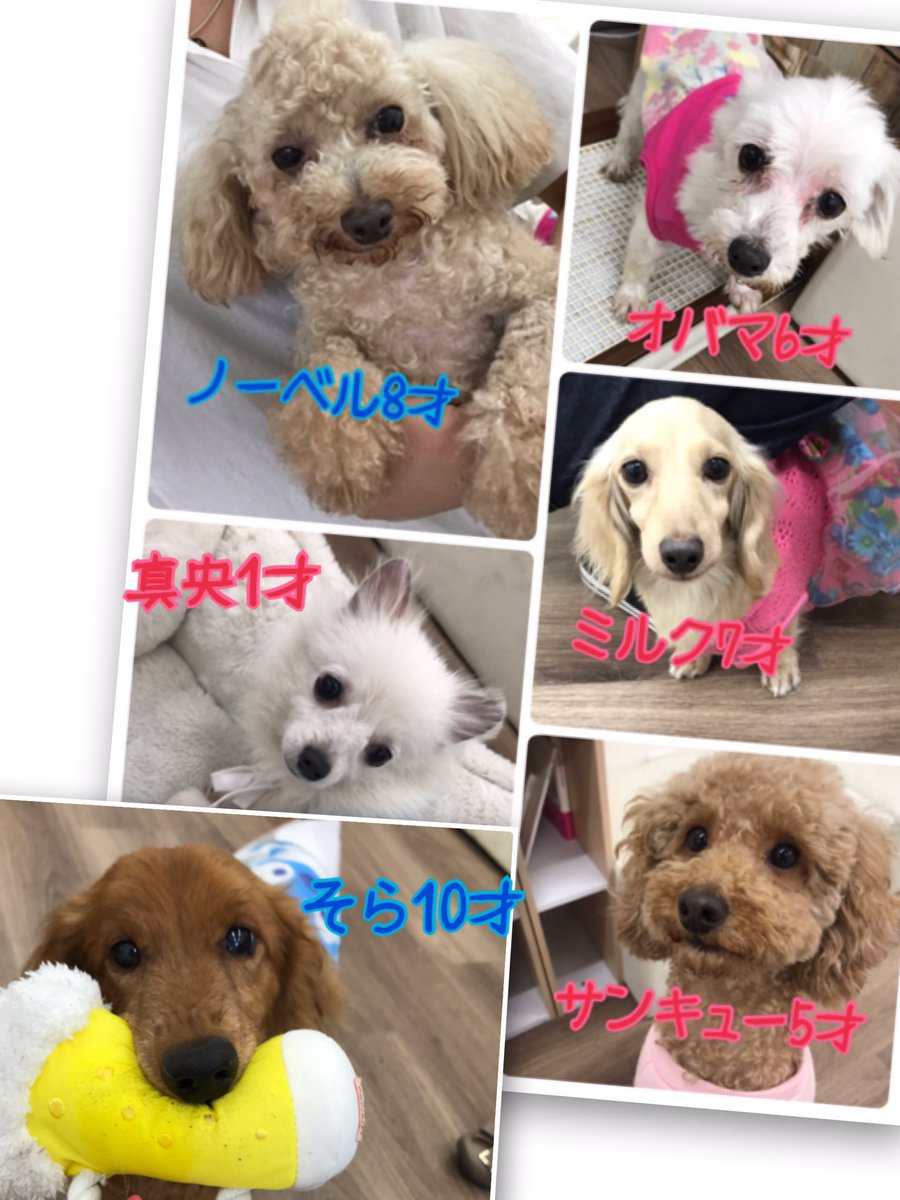 保護犬カフェ 保護猫カフェ 寺田町店 A Twitter 明日の里親募集メンバー 保護犬カフェ 保護猫カフェ 保護犬 保護猫 ドッグカフェ ネコカフェ 里親募集中 里親募集 大阪 拡散希望 犬のいる暮らし 猫のいる暮らし 寺田町 保護犬カフェ寺田町店 殺処分0 保護犬カフェ 保護猫カフェ 寺田町店 A Twitter 明日の里親募集メンバー 保護犬カフェ 保護猫カフェ 保護犬 保護猫 ドッグカフェ ネコカフェ 里親募集中 里親募集 大阪 拡散希望 犬のいる暮らし 猫のいる暮らし 寺田町 保護犬カフェ寺田町店 殺処分0