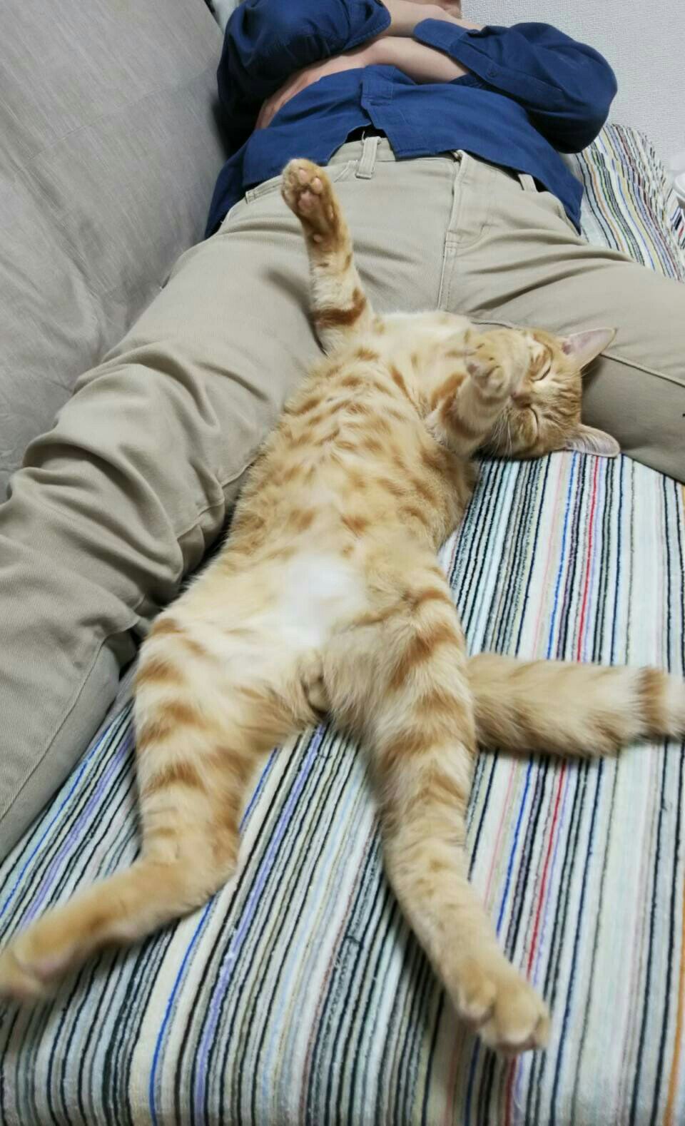 岡野く仔 着物ロリ 2 10発売 股を開いて寝る弟と 股の間で股を開いて寝る猫 T Co Houl7ymsnf Twitter