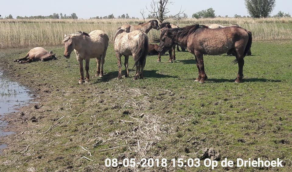 HELPOVP's tweet photo. #Bloedsomloop,#verteringsproces en #lever paard. De paardjes op #Oostvaardersplassen en Oostvaardersveld. Nu uitsluitend over paard.Tekst #TimonJürgens https://t.co/ISqRaRuiQH
 OVP OVV  STOP ANIMAL CRUELTY AT OOSTVAARDERSPLASSEN NATURE RESERVE https://t.co/5ooeqliKMc @HELPOVP https://t.co/tD5ks5mcKR