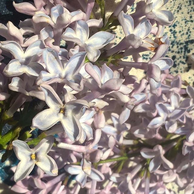 Fermentationian's tweet photo. Got me some lilac blossom to go in the water kefir's 2nd ferment. Thanks for the tip @wilderbug !
Water kefir is so light &amp; the way it extracts flavour &amp; potentialises benefits of ingredients added to it's 2nd ferment never ceases to delight me.
Summer i… https://t.co/xzXbrseT7f https://t.co/MyCTyDdxmf