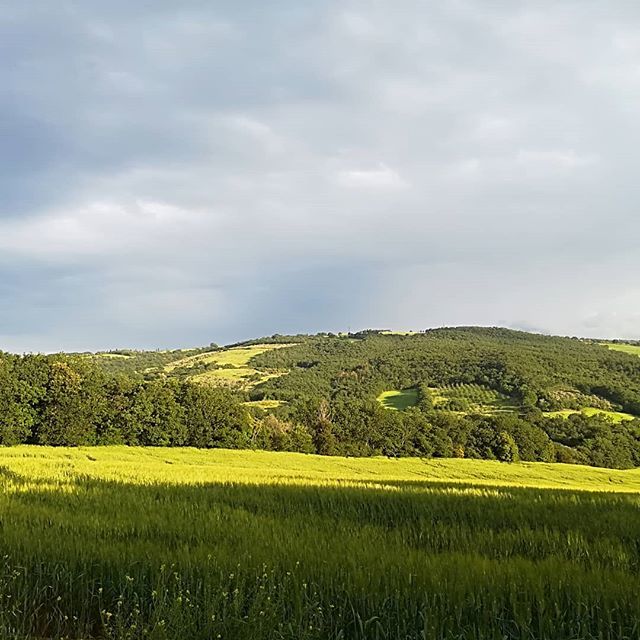 Valdorcialife's tweet photo. This is Val d'Orcia... #valdorcialife #sanquiricodorcia #outdoorlife #nature #goldgreen https://t.co/Ud3yQTEFoV
