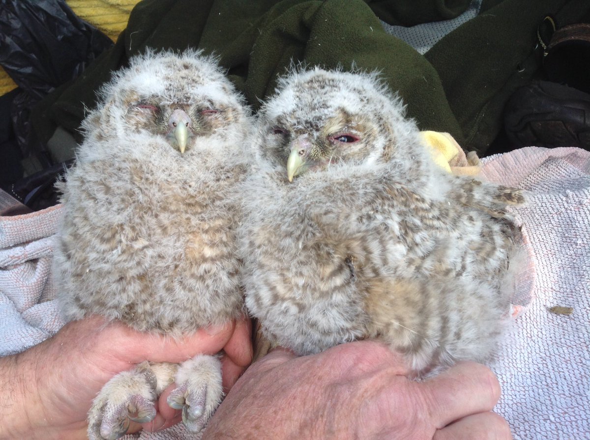 Brilliant way to finish the week by ringing these lovelies somewhere in #NorthNorthumberland #tawnyowls #birdringing #wildlife