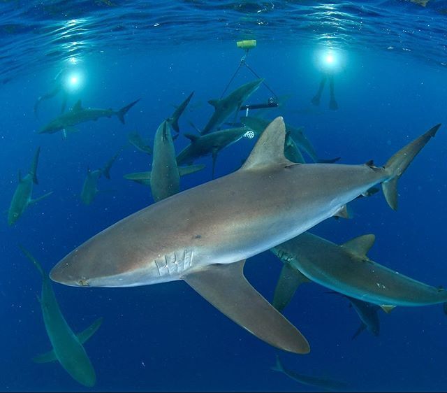 tompeschak's tweet photo. A shiver of silky sharks mobs a drifting BRUV (Baited Remote Underwater Video) designed to record the abundance of sharks in the Galapagos. @darwinfound and @natgeopristineseas scientist @pelayosalinas leads this survey effort which determined that the w… https://t.co/tcbVeWPPlJ https://t.co/3GZRF1wEVV