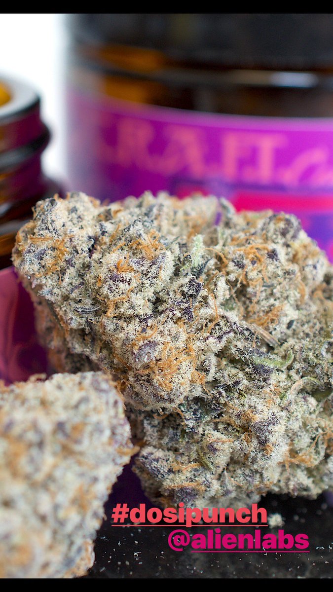 C.R.A.F.T. Cannabis (@craftcannabis) on Twitter photo 