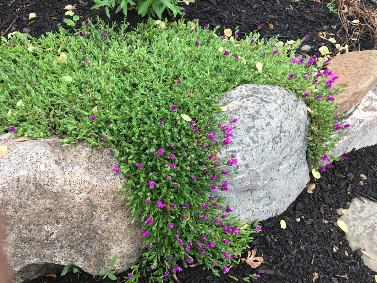 MrsLeslieMay's tweet photo. A stroll through the gardens in the rain 💐 🌸 🌺 https://t.co/EQAHnSLjTt