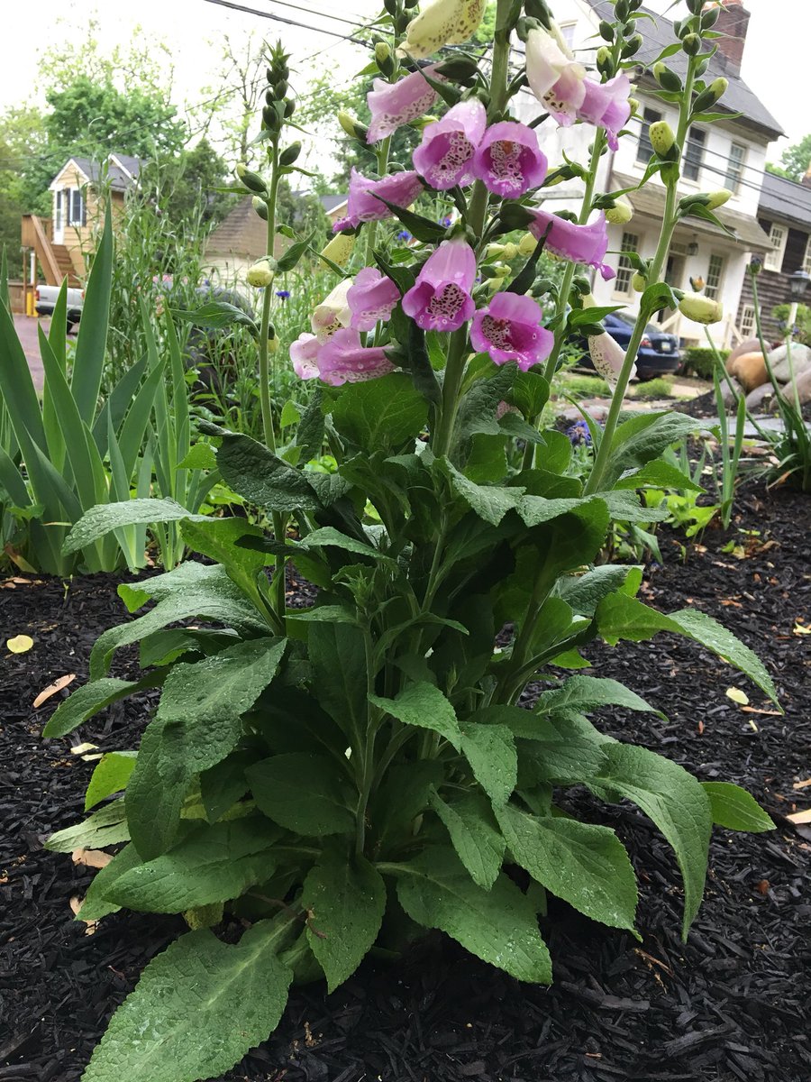 MrsLeslieMay's tweet photo. A stroll through the gardens in the rain 💐 🌸 🌺 https://t.co/EQAHnSLjTt