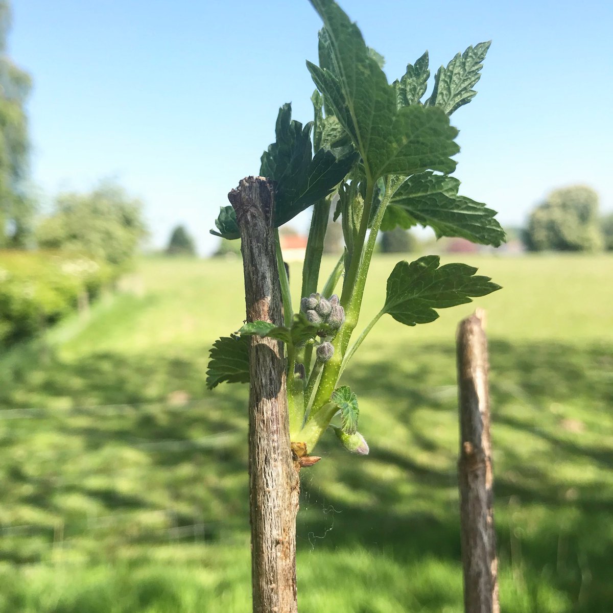 Signs of life! Homegrown Blackcurrants on the way...