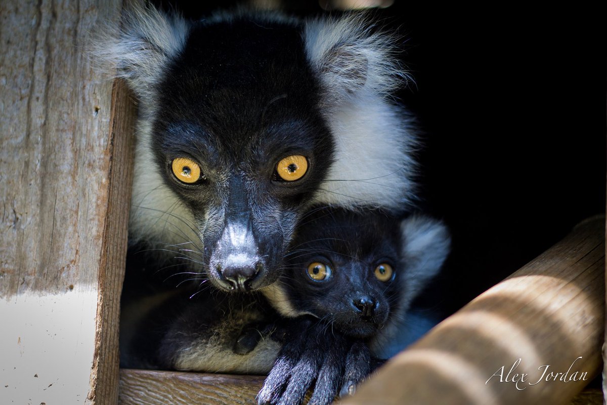 HHPZoo's tweet photo. #BabyLemur Happy #MothersDay! Do you have a favorite family outing? We love seeing our #Lemur Mom taking her baby on little excursions! If you have any pictures of you and your mom at #HHPZ, post them! https://t.co/tES6QJ1mzu
