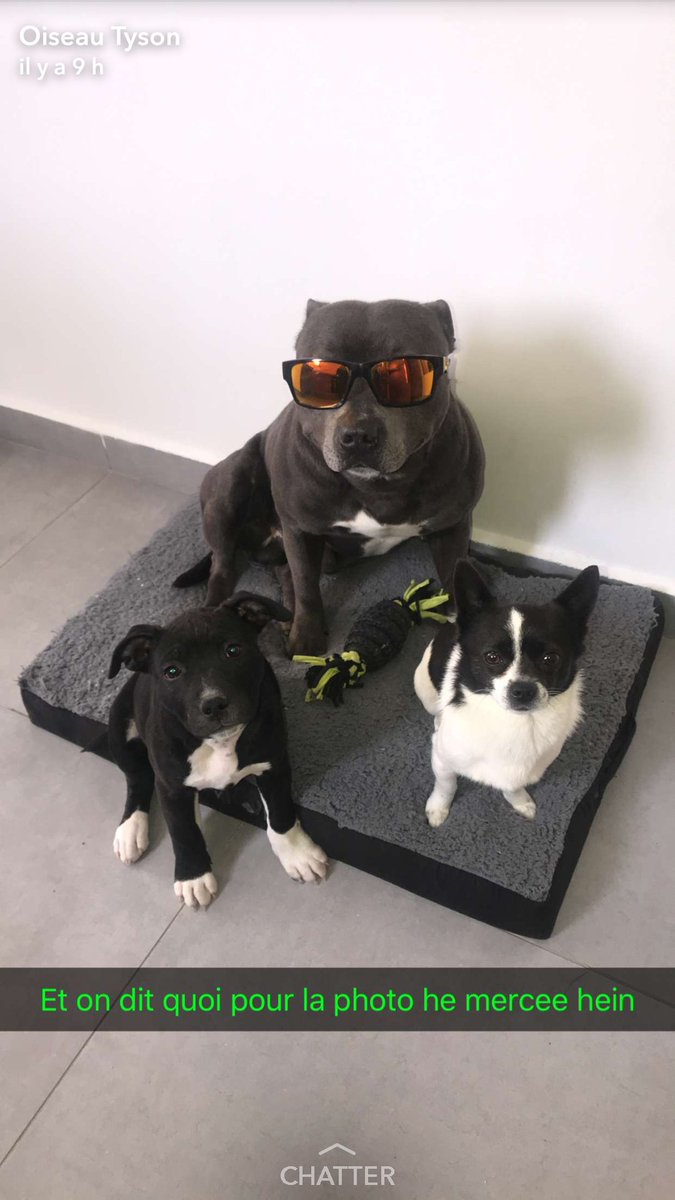 Jl Mathias On Twitter Meilleur Chien De Lhistoire