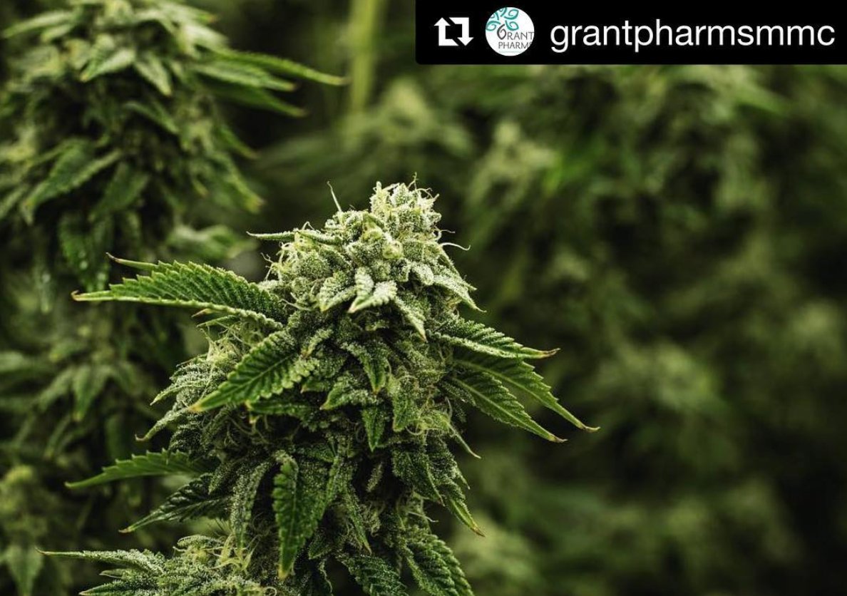 Gorgeous Flower by @grantpharmsmmc 🍃 What's your favorite flower?
#cannabiscommunity #colorado #weedporn #leafbuyer #stoner #herb #medicalmarijuana #medicine #coloradosprings #weedlife #stonerlife #blunt #SundayVibezMidrand #SundayThoughts #SundayMorning #SundayFunday #Sunday