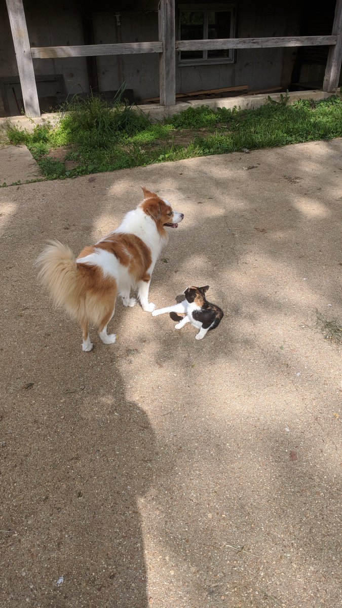 admwx7's tweet photo. @notwaldorf Yes! Just make sure to find one that gets along with cats. https://t.co/lhcvi09m6a