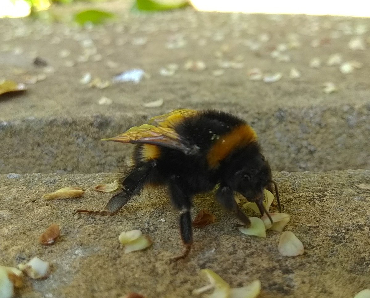 murmurationuk's tweet photo. The ever busy bee. Sometimes doesn't even need an entire flower. #bees https://t.co/samsxrGiaL