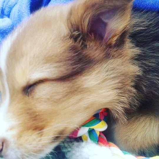 AussieIke's tweet photo. I forgot my #picture... remember when you brought me home? https://t.co/krummCc9CC